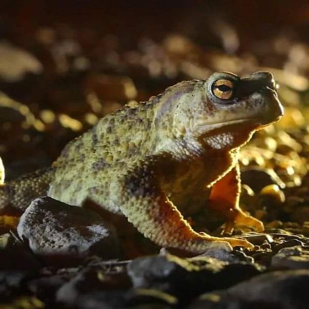 Toad Patrol Strelley