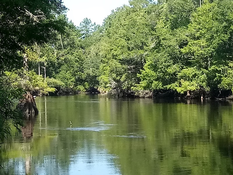 Withlacoochee State Forest - Oxbow Trailhead