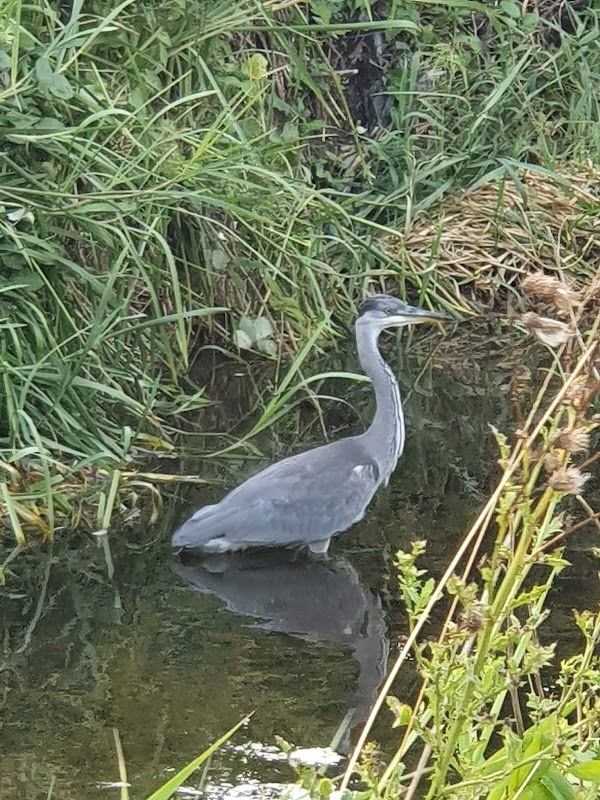 Butterfly Alley (part of Feltham Arenas Parklands)