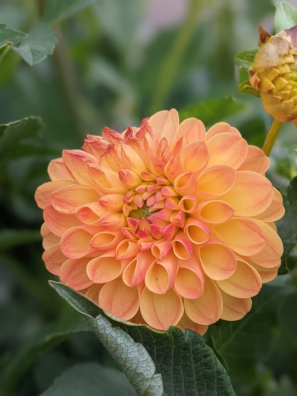 Greenmead Community Gardens