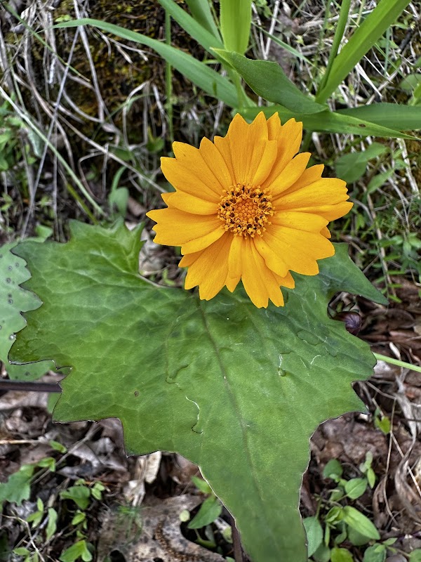 Tributary Nature Trails