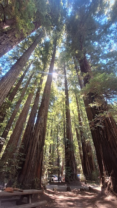 Redwood Forest Theater