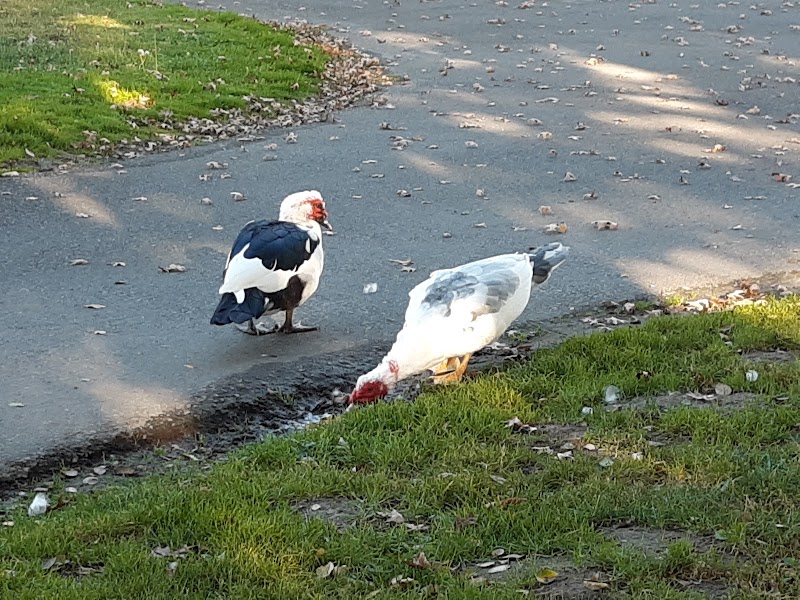 Brookhaven Super Park