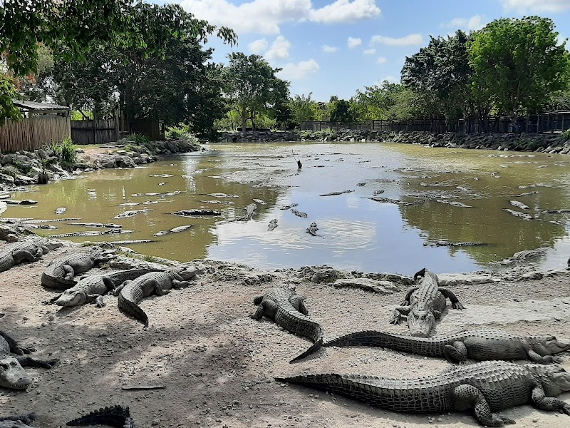 Everglades Alligator Farm