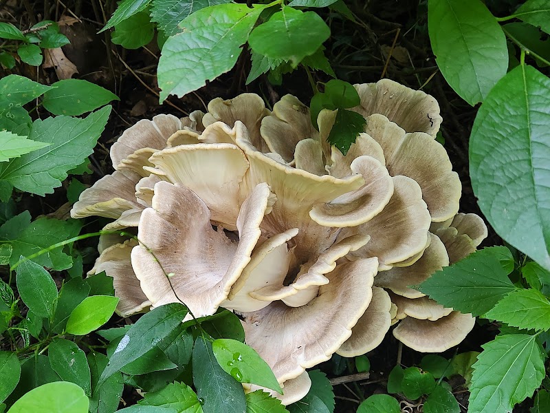 Kenealy Nature Park Trailhead