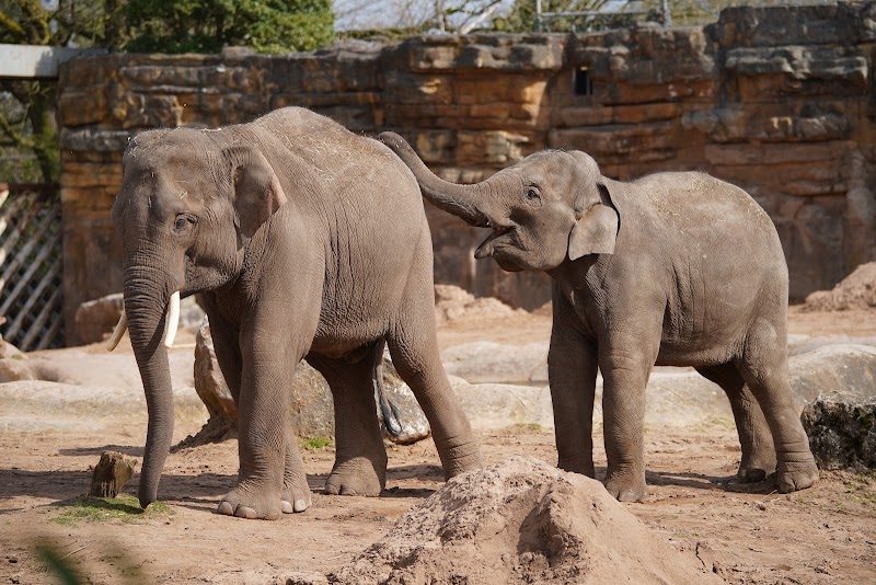 Elephant of the Asian Forest