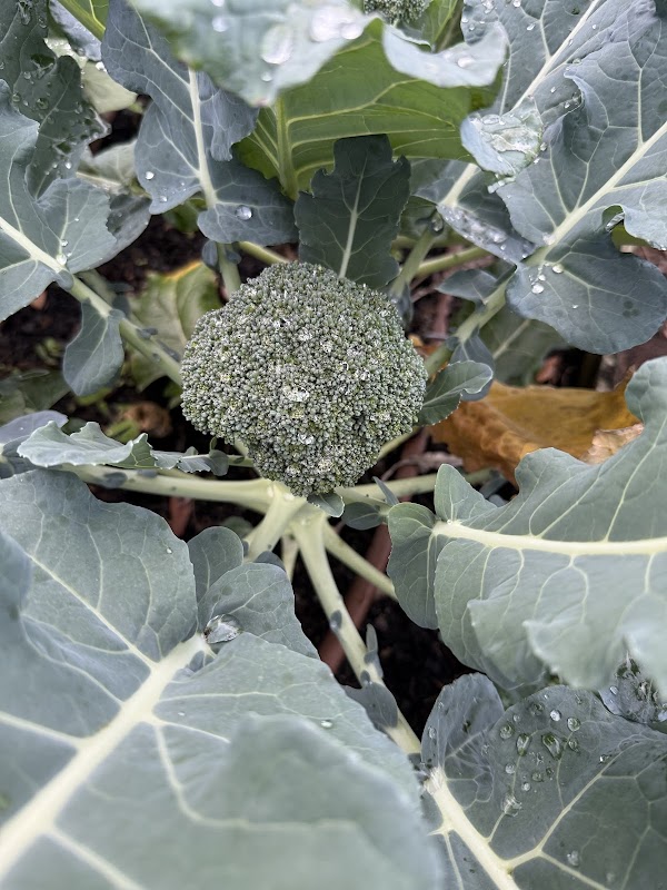 Farm and Nursery at Chianina Microtopia
