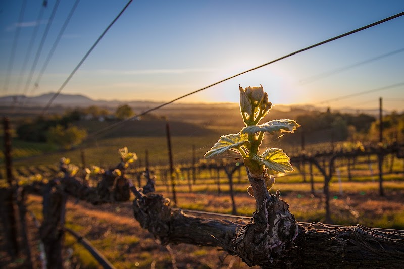 J Rochioli Vineyards & Winery