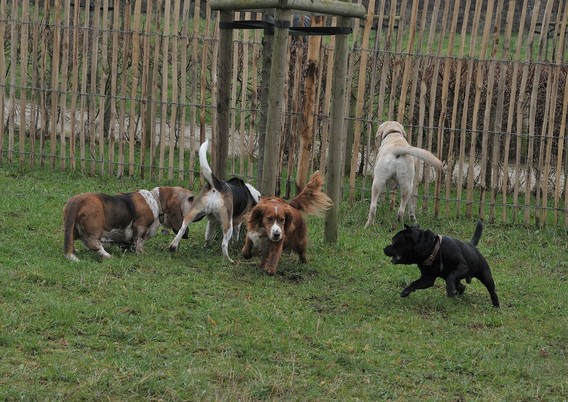 Hondenloopweide - Hondenspeelpark