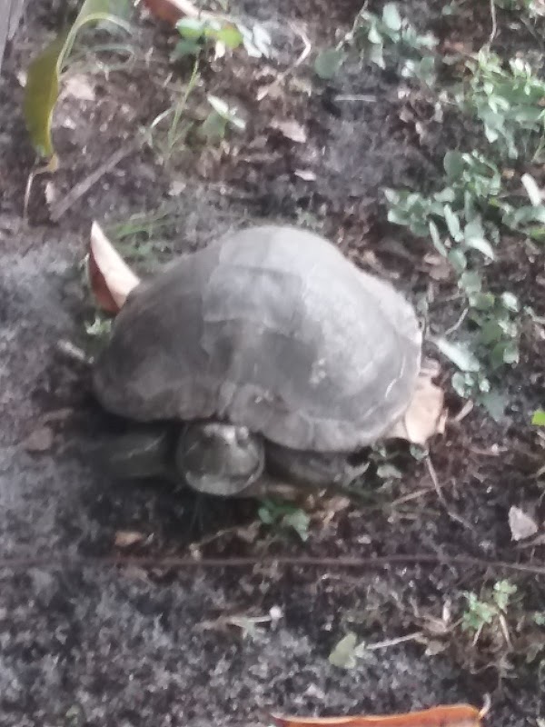 East Coast Aquarium Services