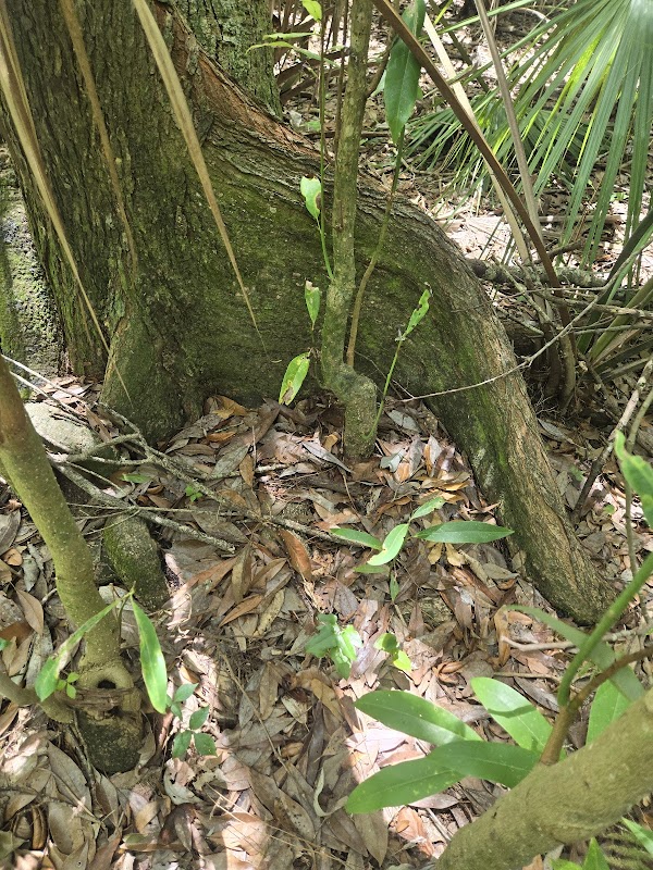 PolarEagle1985 Trail head