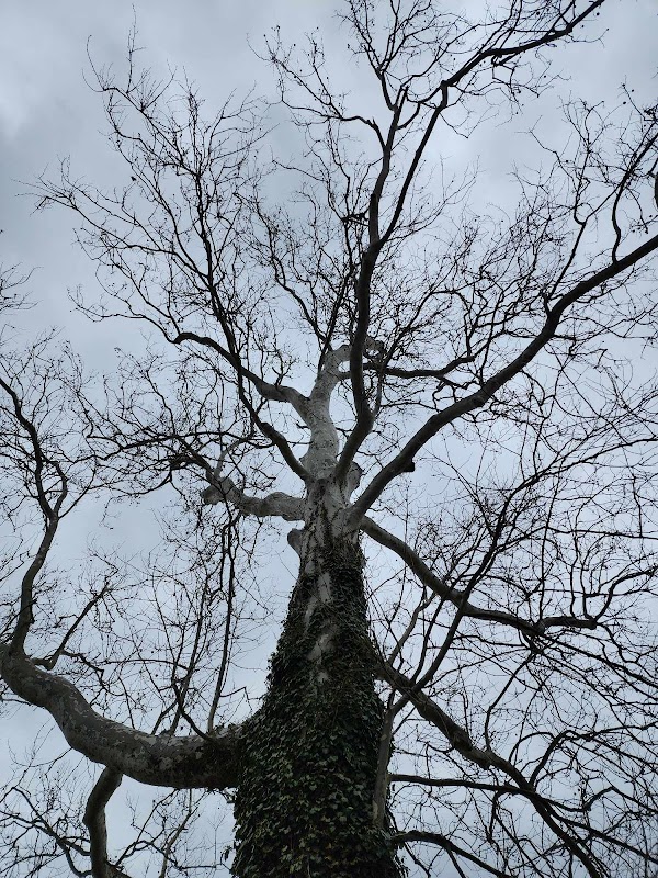 Whitpain Township Heritage Sycamore Tree