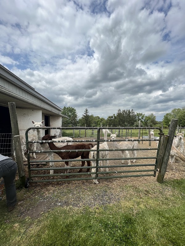 Bucks County Alpacas, Llc.