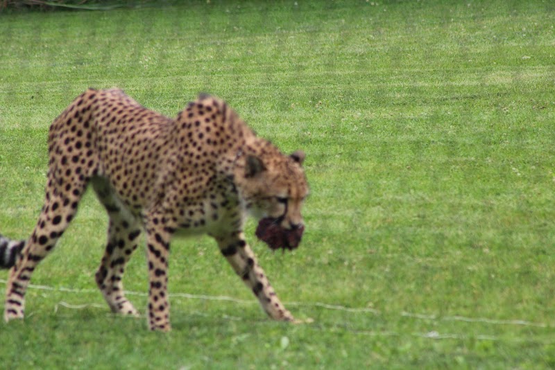 Cheetah Encounter