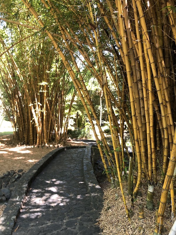 Bamboo Grove