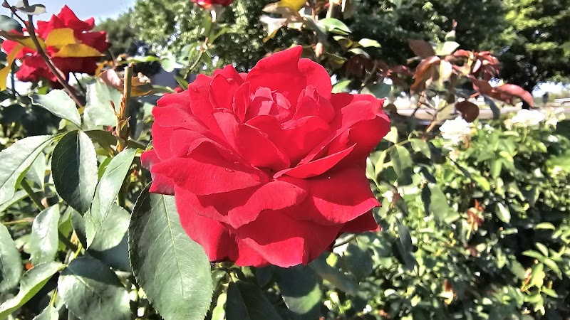 Grandview Rose Garden