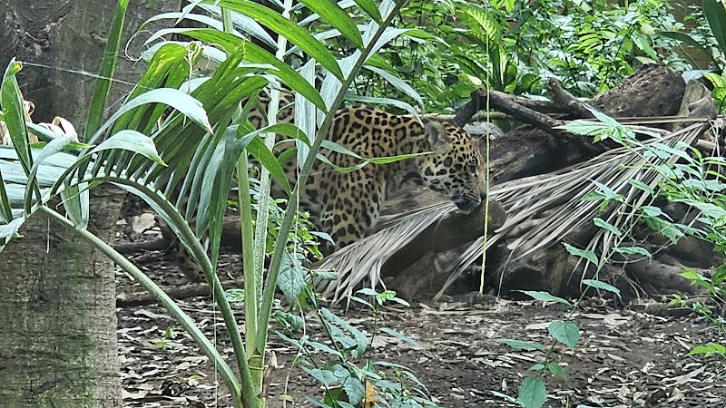 Spirit of the Jaguar