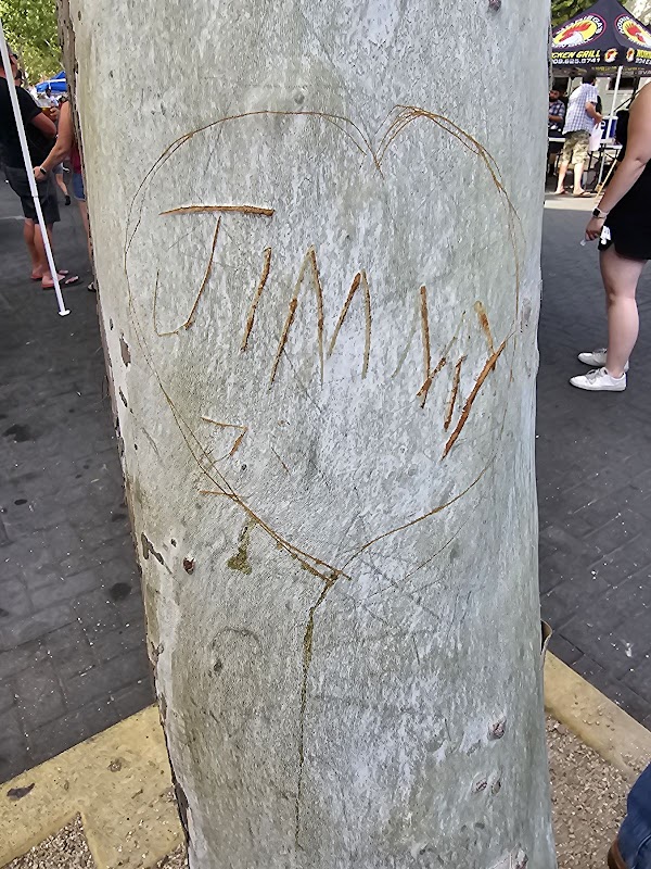 Jimmy's Tree