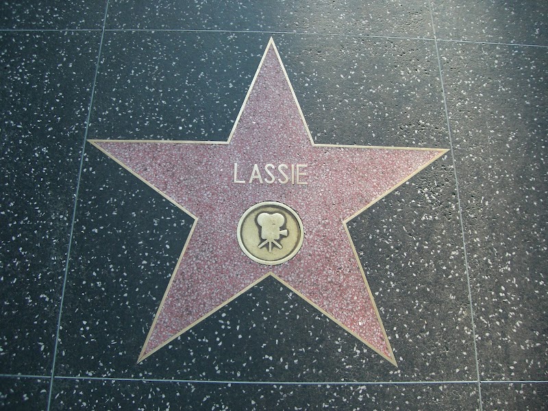 Lassie's Star
