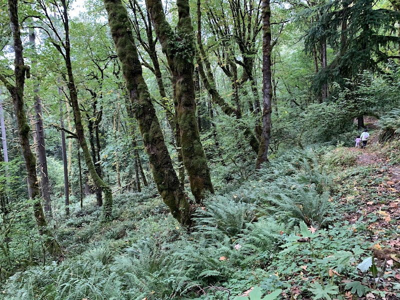 Cedar Park to Sandy River trail