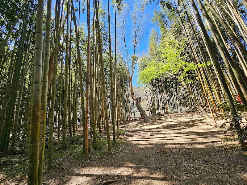 Chattahoochee Bamboo Forest