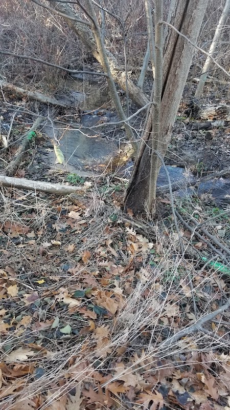 Turtle Pond, Lasalle Park