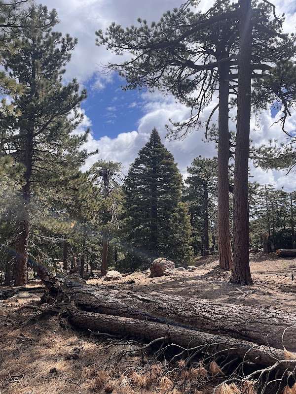 San Bernardino National Forest