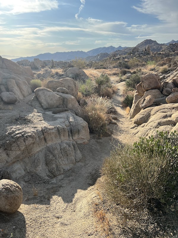 Joshua Tree Conservation Park