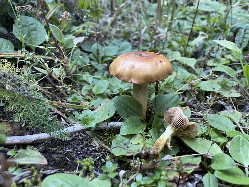 Mt. Beljica Main Trailhead