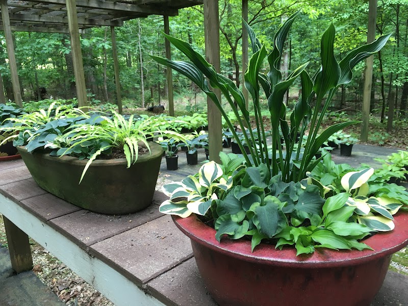 Catalina Gardens Hostas