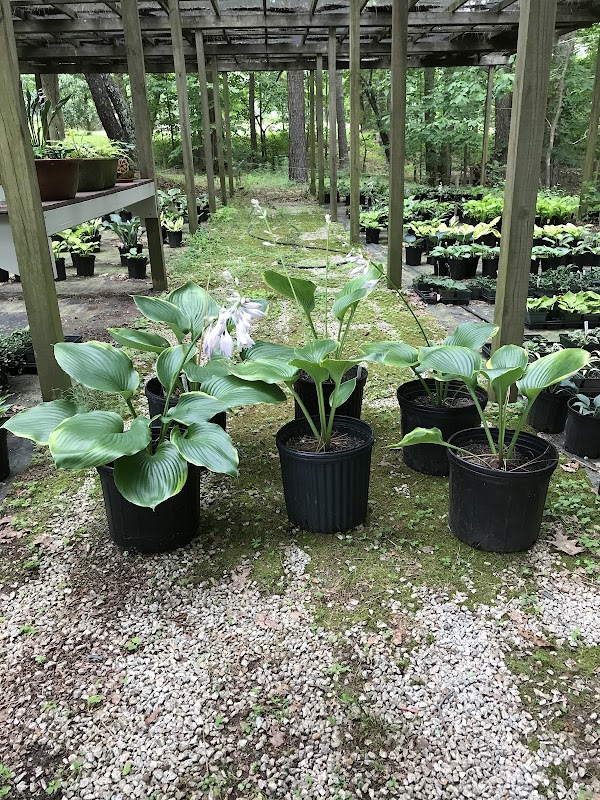 Catalina Gardens Hostas