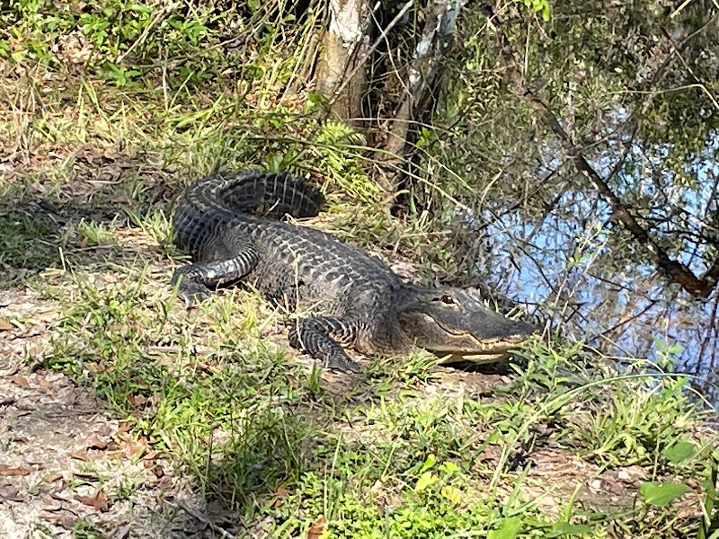 Everglades Bicycle Eco Tours