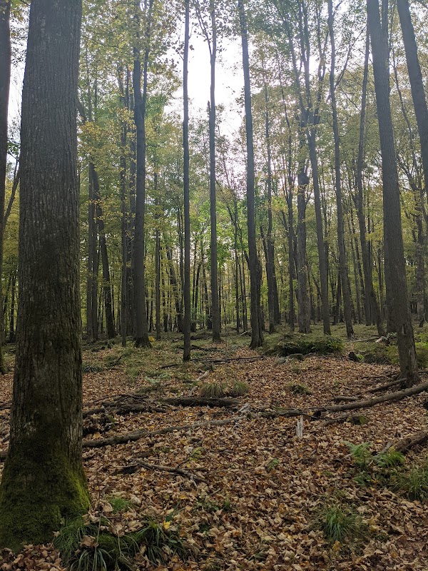 Big Eau Pleine Woods State Natural Area