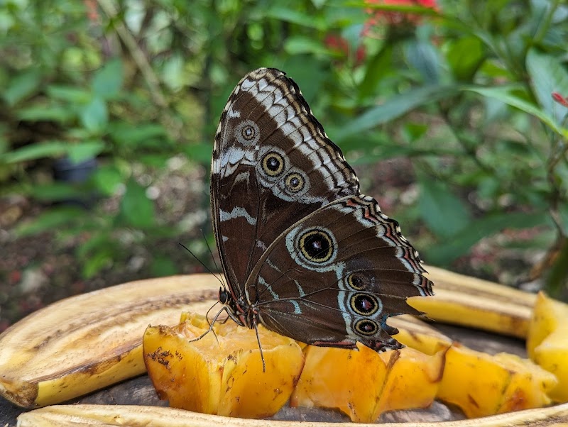 Wings of the Tropics Butterfly Conservatory