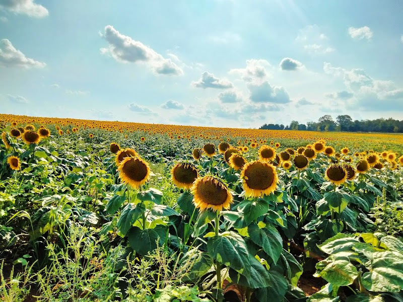St. Luke's Anderson Campus Gardens (Walking/Running Trail)