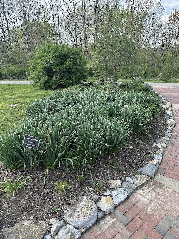 Celebrate Lexington DaffodilConeflower garden