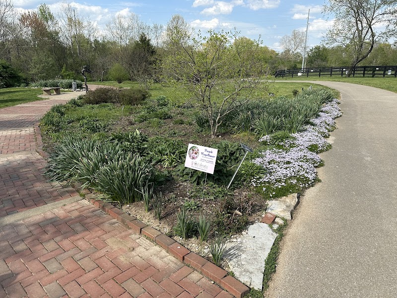 Celebrate Lexington DaffodilConeflower garden