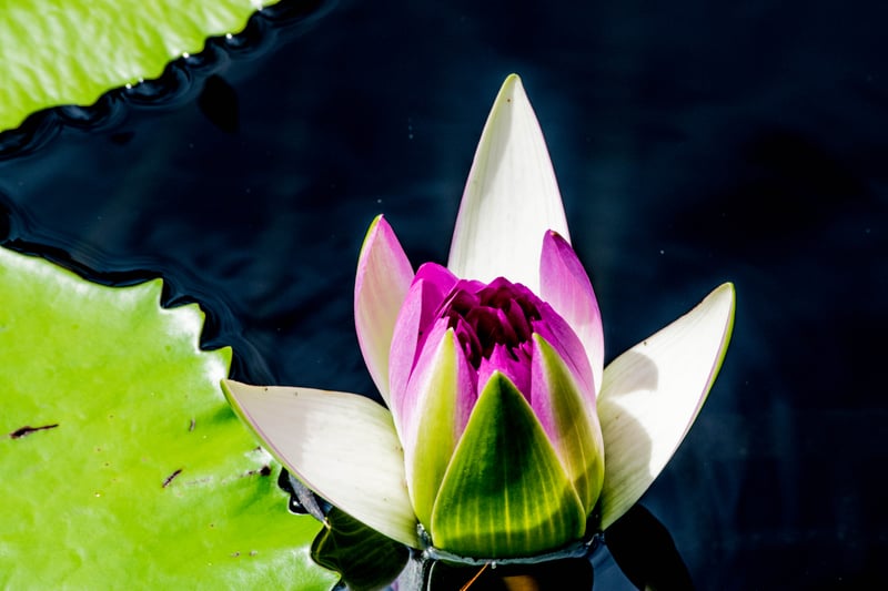 Longwood Gardens