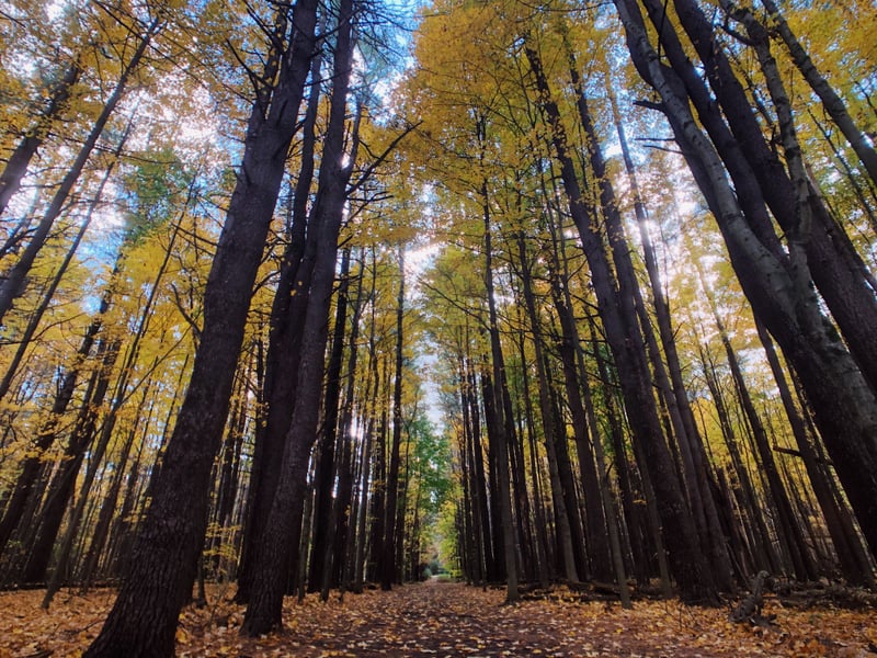 Saratoga Spa State Park Forest Trail