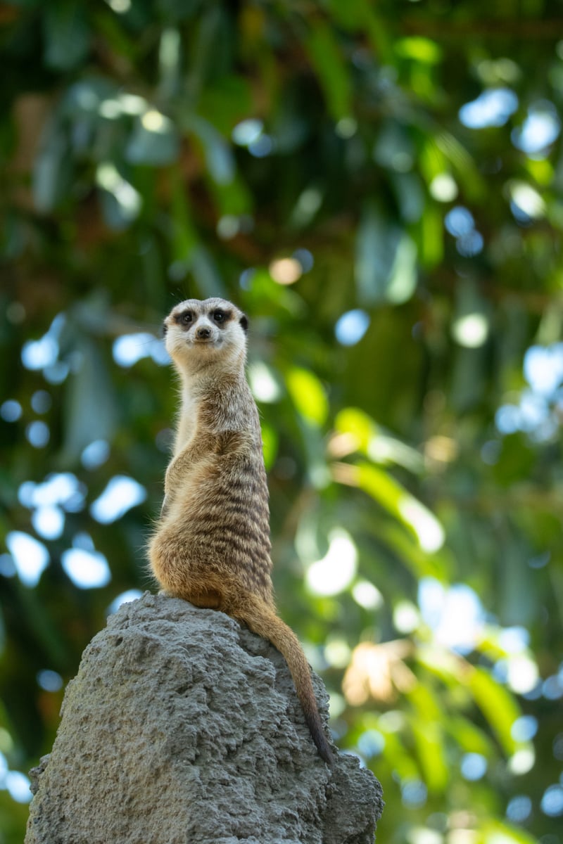 San Diego Zoo