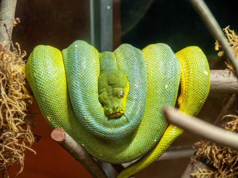 Green Tree Python Display