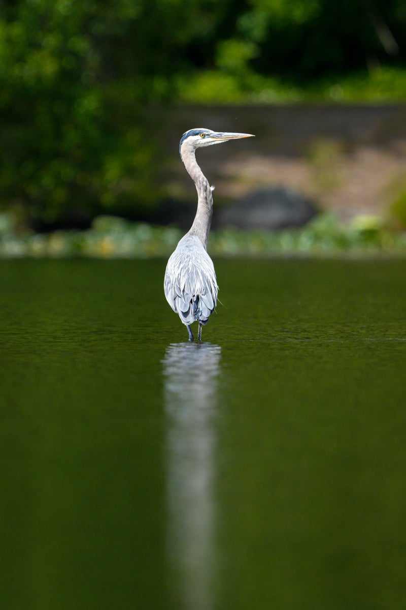 Wapato Park