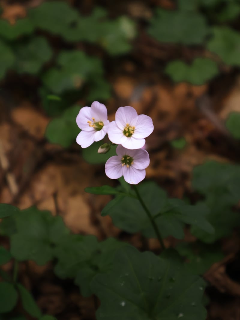 Angelus Oaks Forest Flora