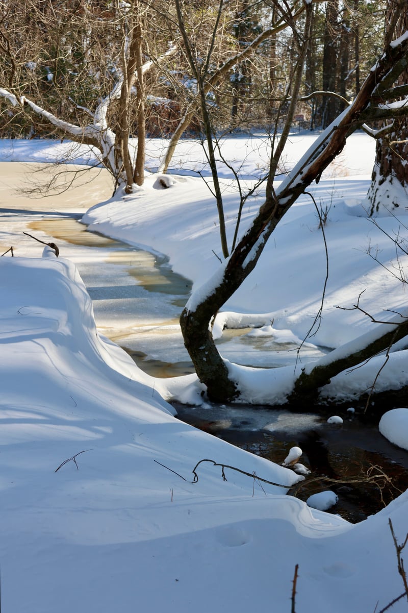 Dudley Woodland Creek