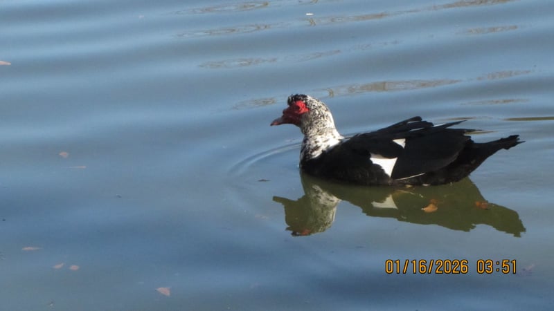 Lake Clara Meer, Piedmont Park