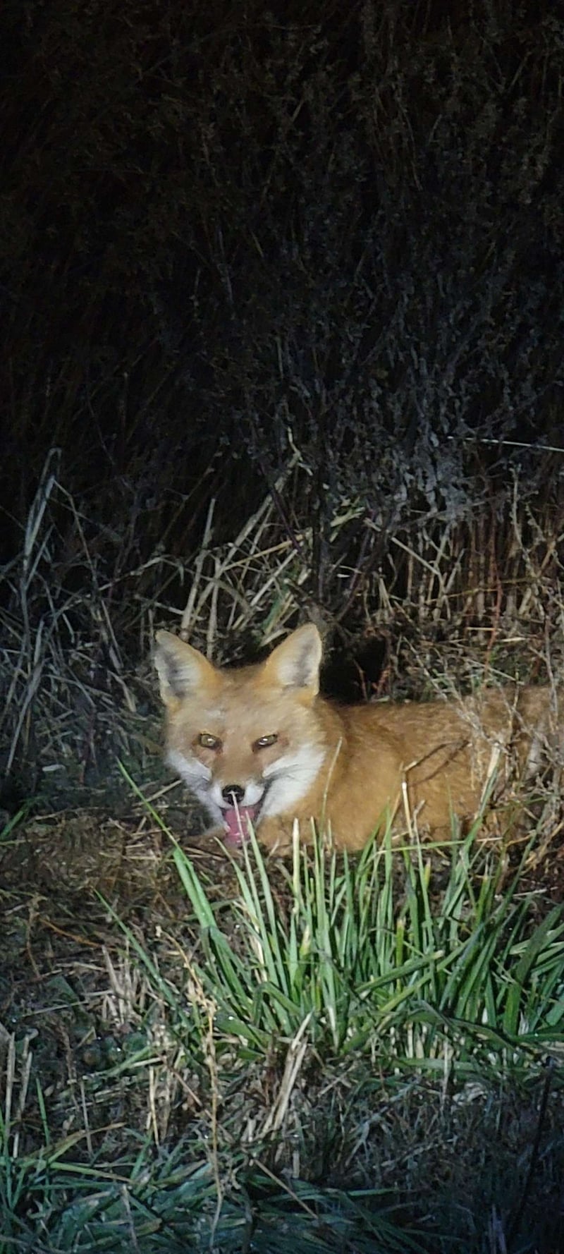 West Chester Field Edge