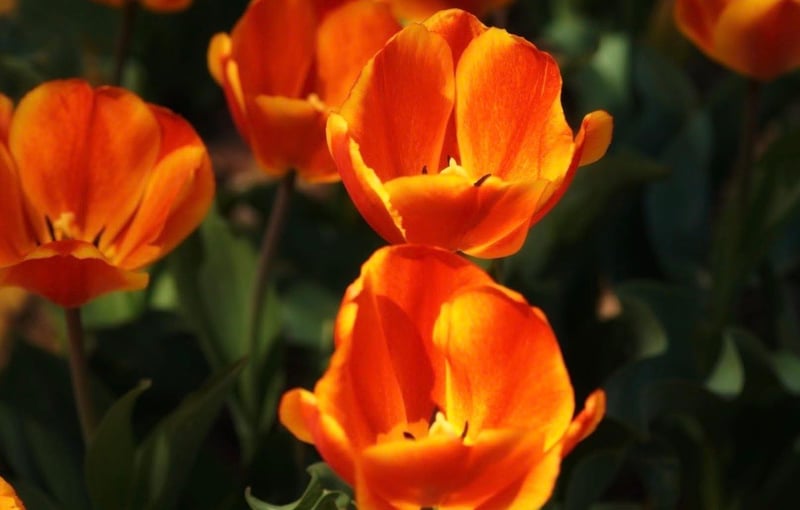 Main Street Spring Blooms