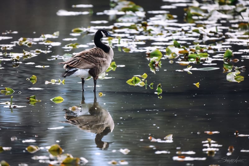 Beaver Marsh
