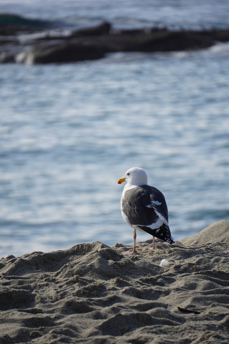Treasure Island Beach