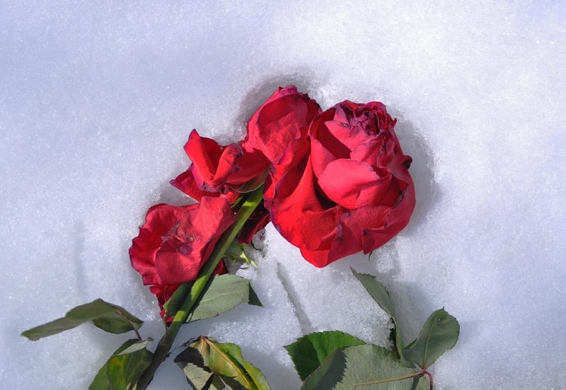 Euclid Avenue Winter Detail